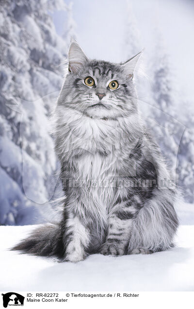 Maine Coon Kater / Maine Coon tomcat / RR-82272