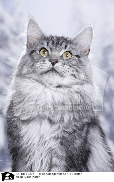 Maine Coon Kater / Maine Coon tomcat / RR-82275