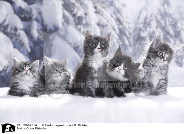 Maine Coon Ktzchen / Maine Coon Kitten / RR-82354