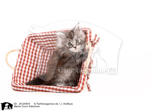 Maine Coon Ktzchen / JH-24604