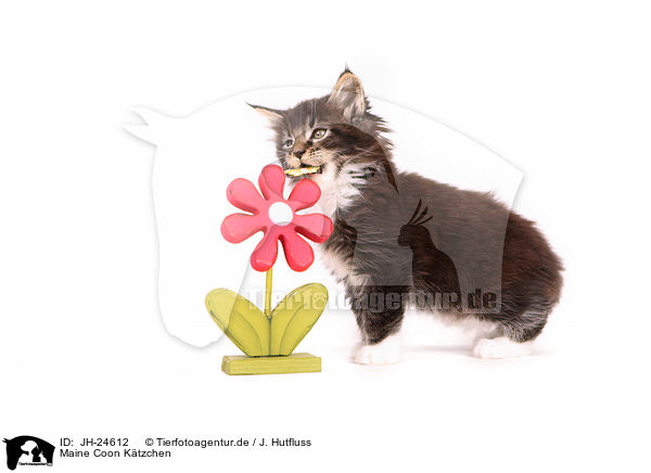 Maine Coon Ktzchen / JH-24612