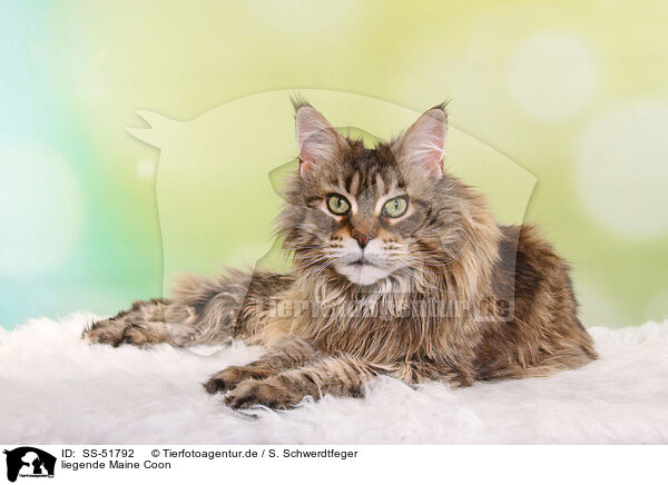 liegende Maine Coon / lying Maine Coon / SS-51792