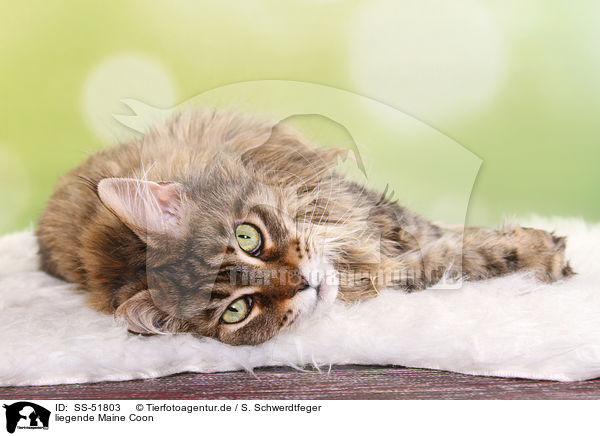 liegende Maine Coon / lying Maine Coon / SS-51803