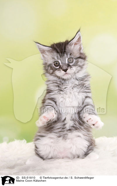 Maine Coon Ktzchen / SS-51810