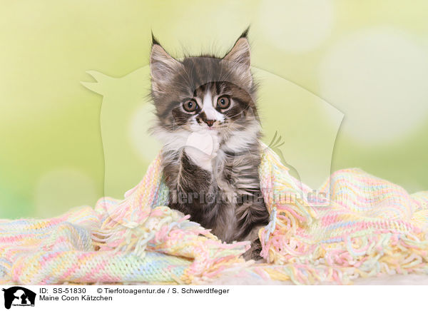Maine Coon Ktzchen / SS-51830
