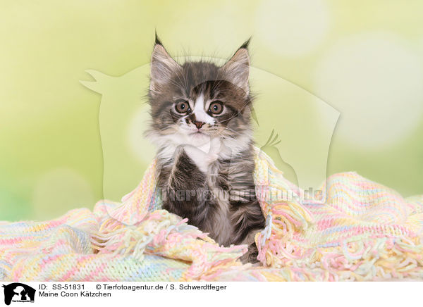 Maine Coon Ktzchen / SS-51831