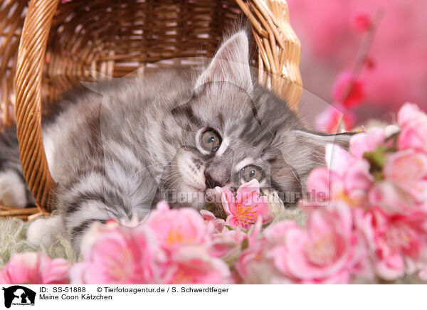 Maine Coon Ktzchen / Maine Coon Kitten / SS-51888