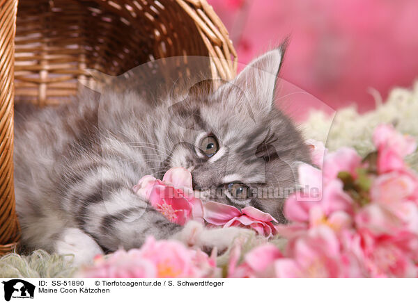 Maine Coon Ktzchen / Maine Coon Kitten / SS-51890