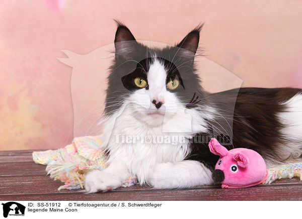 liegende Maine Coon / lying Maine Coon / SS-51912
