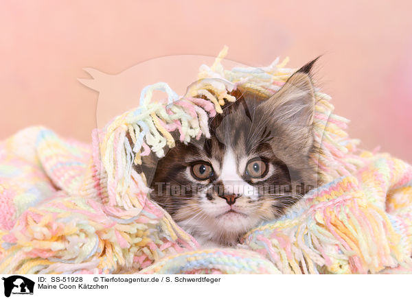 Maine Coon Ktzchen / SS-51928