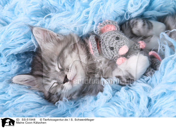 Maine Coon Ktzchen / Maine Coon Kitten / SS-51948