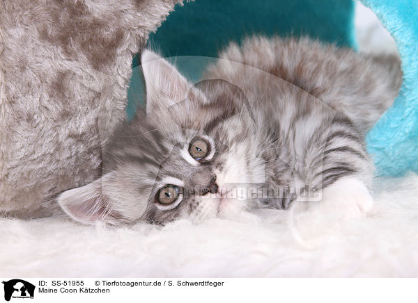 Maine Coon Ktzchen / Maine Coon Kitten / SS-51955