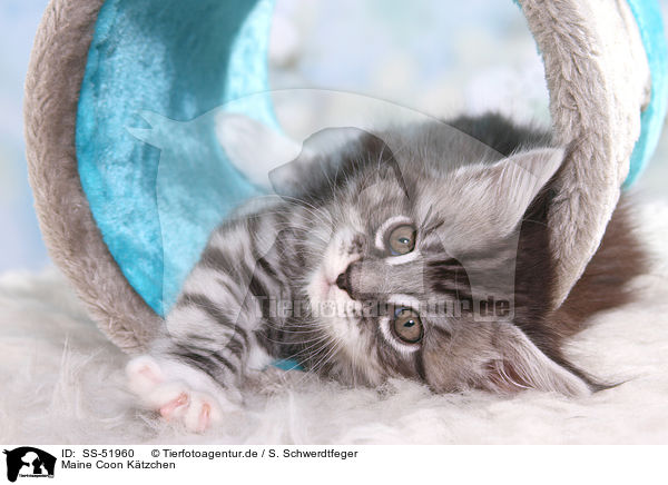 Maine Coon Ktzchen / Maine Coon Kitten / SS-51960