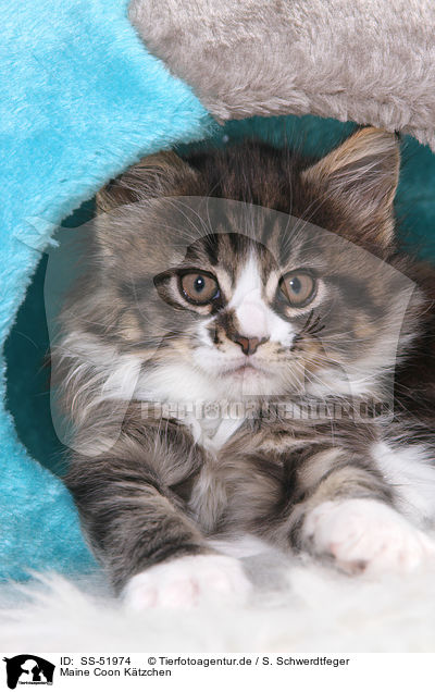 Maine Coon Ktzchen / Maine Coon Kitten / SS-51974
