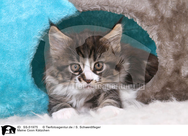 Maine Coon Ktzchen / Maine Coon Kitten / SS-51975