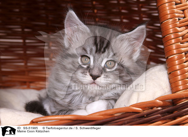 Maine Coon Ktzchen / Maine Coon Kitten / SS-51985