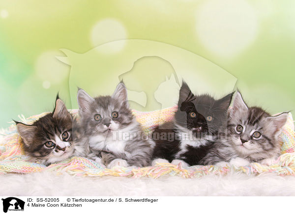 4 Maine Coon Ktzchen / 4 Maine Coon Kitten / SS-52005