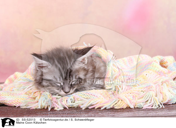 Maine Coon Ktzchen / Maine Coon Kitten / SS-52013
