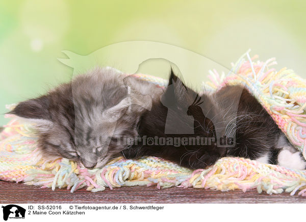 2 Maine Coon Ktzchen / 2 Maine Coon Kitten / SS-52016