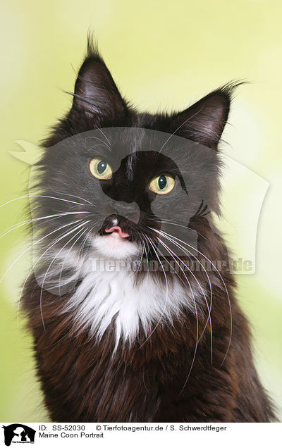 Maine Coon Portrait / SS-52030