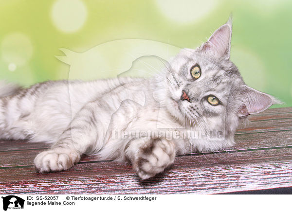 liegende Maine Coon / lying Maine Coon / SS-52057