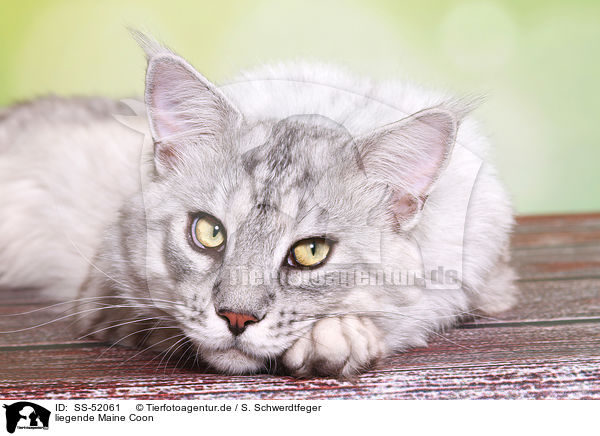liegende Maine Coon / lying Maine Coon / SS-52061