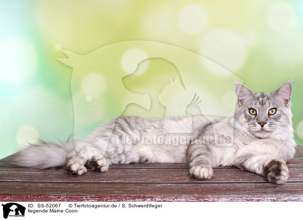 liegende Maine Coon / lying Maine Coon / SS-52067
