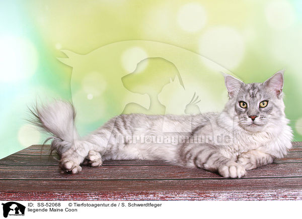 liegende Maine Coon / lying Maine Coon / SS-52068