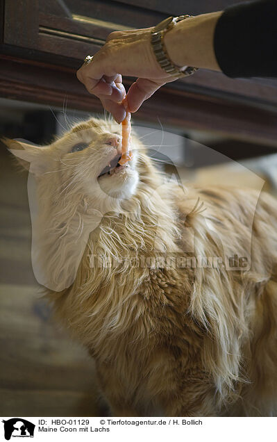 Maine Coon mit Lachs / Maine Coon with salmon / HBO-01129