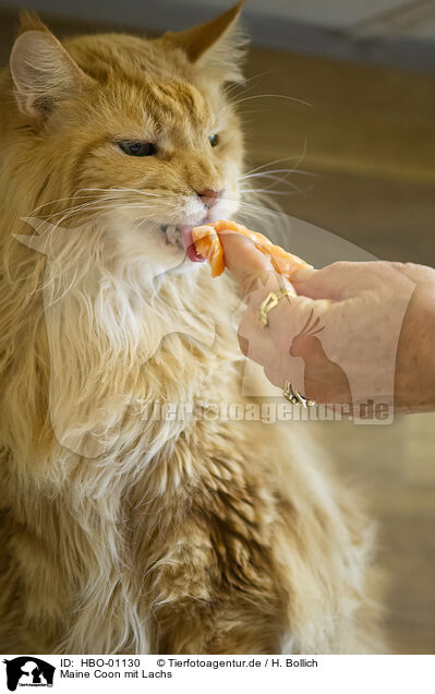 Maine Coon mit Lachs / HBO-01130