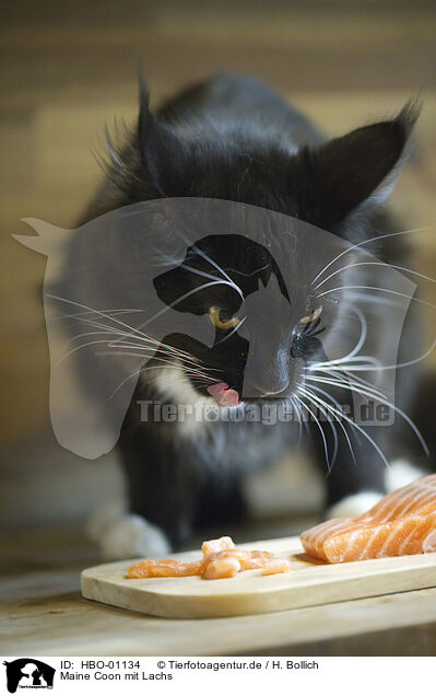 Maine Coon mit Lachs / Maine Coon with salmon / HBO-01134