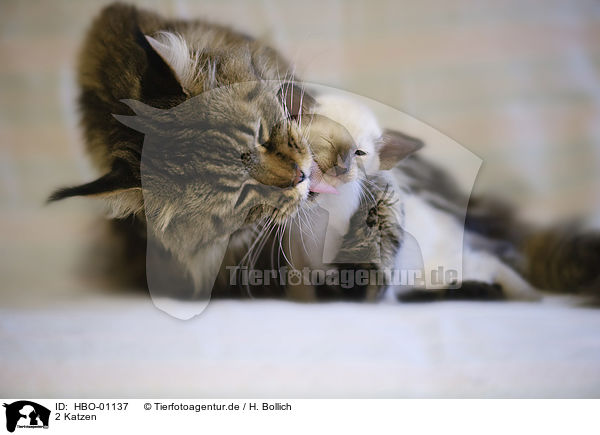 2 Katzen / 2 cats / HBO-01137