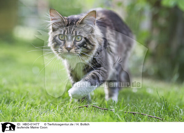 laufende Maine Coon / HBO-01477