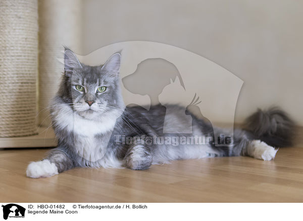 liegende Maine Coon / lying Maine Coon / HBO-01482