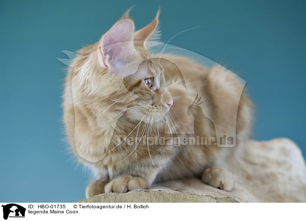 liegende Maine Coon / lying Maine Coon / HBO-01735