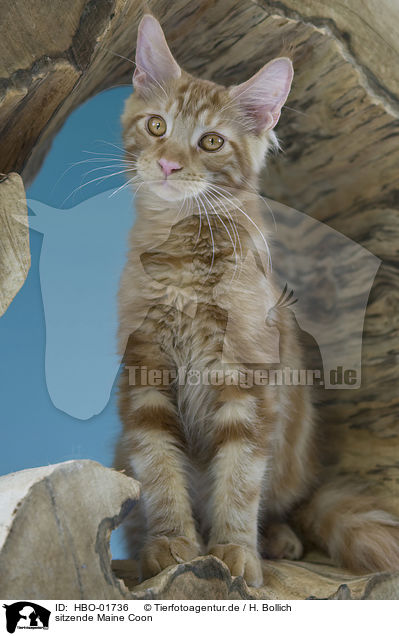 sitzende Maine Coon / sitting Maine Coon / HBO-01736