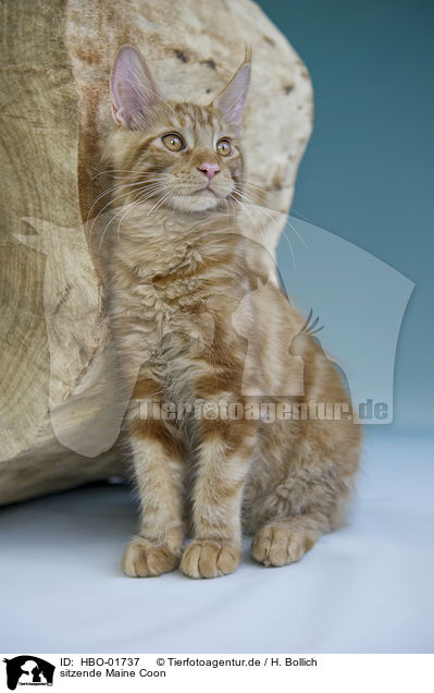 sitzende Maine Coon / sitting Maine Coon / HBO-01737