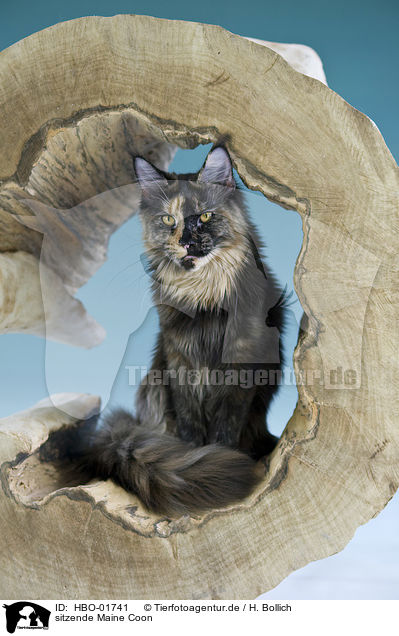 sitzende Maine Coon / sitting Maine Coon / HBO-01741