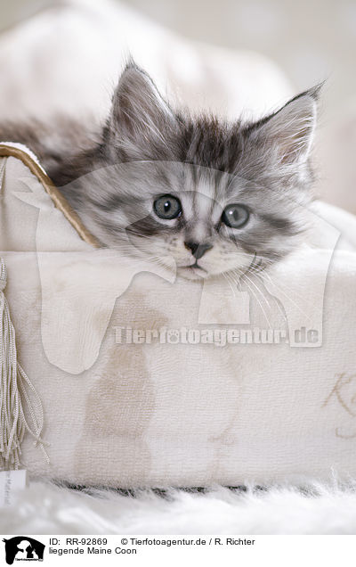 liegende Maine Coon / lying Maine Coon / RR-92869