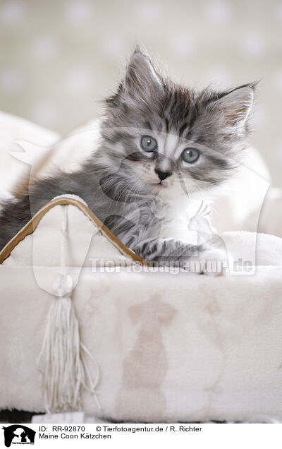 Maine Coon K�tzchen / RR-92870