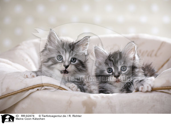 Maine Coon Ktzchen / Maine Coon kittens / RR-92878