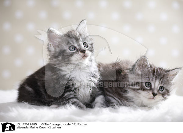 sitzende Maine Coon Ktzchen / sitting Maine Coon kittens / RR-92885