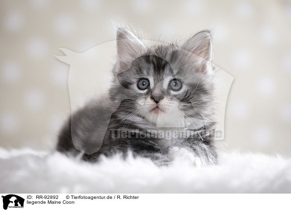 liegende Maine Coon / lying Maine Coon / RR-92892