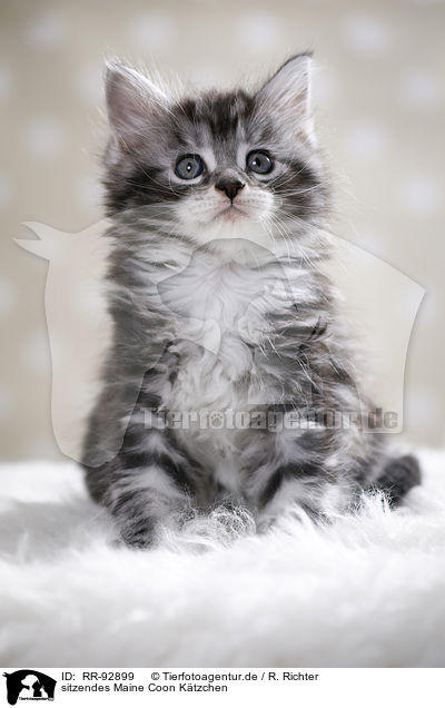 sitzendes Maine Coon Ktzchen / sitting Maine Coon Kitten / RR-92899