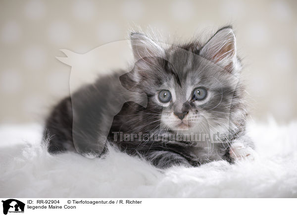 liegende Maine Coon / lying Maine Coon / RR-92904