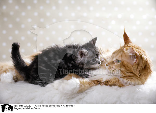 liegende Maine Coon / lying Maine Coon / RR-92922