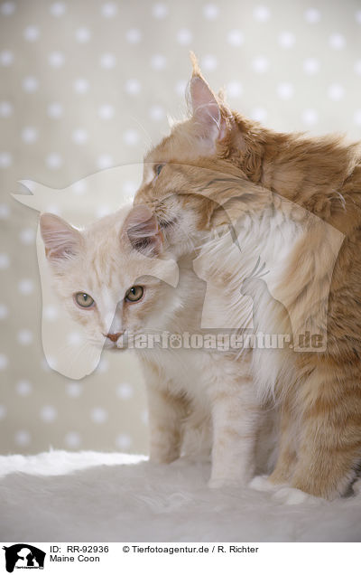 Maine Coon / Maine Coon / RR-92936