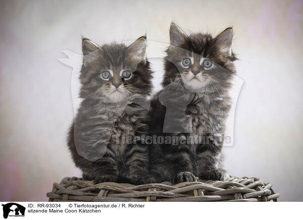 sitzende Maine Coon Ktzchen / RR-93034