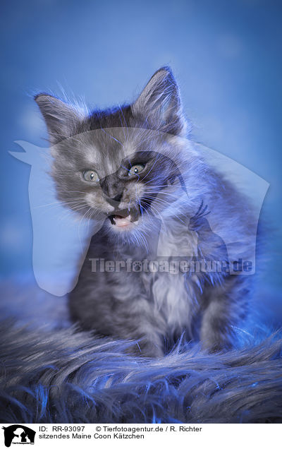 sitzendes Maine Coon Ktzchen / RR-93097