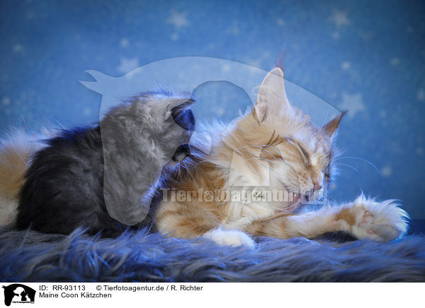Maine Coon Ktzchen / Maine Coon Kitten / RR-93113
